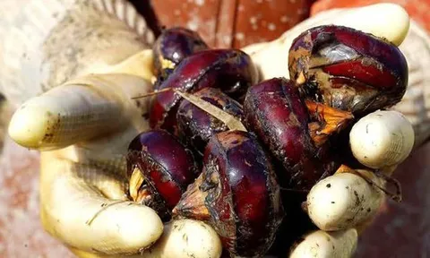 4 loại rau dễ chứa "ổ sán", chủ sạp bán cũng ngại ăn