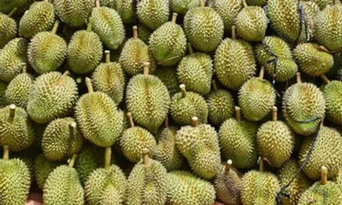 Giá sầu riêng trái vụ bất ngờ rớt mạnh, vải thiều Úc gần 5 triệu/thùng 5kg