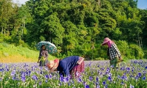 Trồng cỏ cây, một doanh nghiệp tìm ra "long mạch" chinh phục thành công thị trường hơn 10 tỷ USD ở Việt Nam