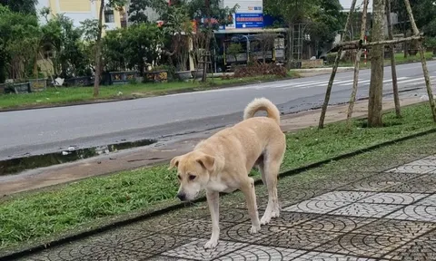 Chó nghi dại cắn bé 1 tuổi ở Đà Nẵng rồi bỏ nhà đi, cả làng cảnh giác
