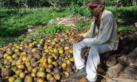 Một loại 'vàng xanh trên cây' của Cuba gặp khó: Bất ngờ thối rữa tại vườn không thể thu hoạch, thị trường sốt giá lên mức xa xỉ