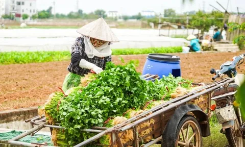 Vì sao giá rau củ ở Hà Nội tăng chóng mặt?