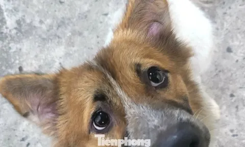 Vụ chó nghi dại cắn bé 1 tuổi ở Đà Nẵng: Bất ngờ về số lượng ổ bệnh dại ở xã