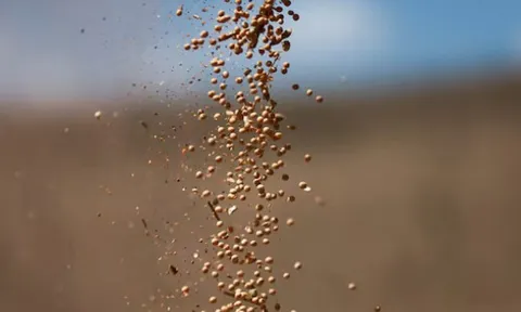 Nhận tin buồn từ Trung Quốc, Mỹ đưa gần 1 triệu tấn ‘hạt vàng’ vào Việt Nam: Nước ta tiêu thụ hàng triệu tấn mỗi năm, giá rẻ hấp dẫn