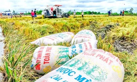 Giá gạo Việt giảm mạnh khi thị trường lớn nhất tạm dừng nhập khẩu