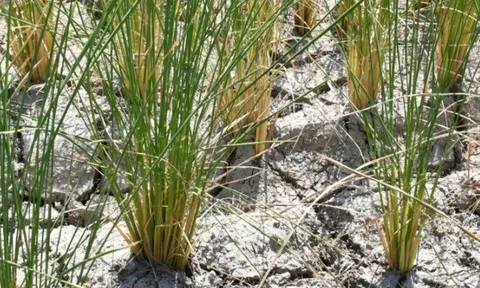 Tin buồn cho gạo Việt Nam, Thái Lan: Nền kinh tế lớn nhất Đông Nam Á tuyên bố đã tự túc hoàn toàn gạo và ngô, chấm dứt nhập khẩu từ năm 2025