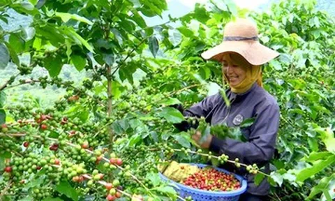 Cà phê sắp thu 8 tỷ USD, nông dân Tây Nguyên vào vụ ‘hái tiền tỷ’