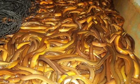 Nuôi lươn không cần bùn, nông dân Hà Tĩnh bỏ túi trăm triệu mỗi năm