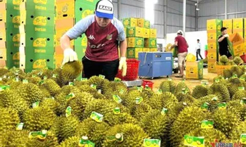 Rau quả Việt lội ngược dòng, lập kỷ lục gần 5 tỷ USD tại Trung Quốc