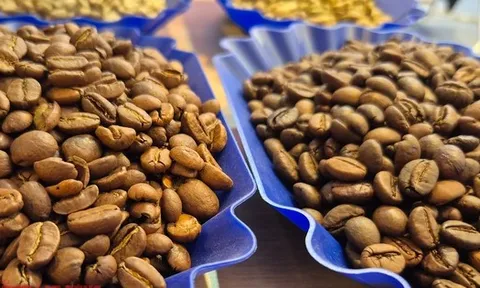 Giá cà phê hôm nay 20-12: Giảm phiên thứ 7, tiêu thụ cà phê tăng kỷ lục