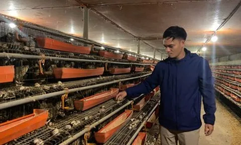 9X khởi nghiệp nuôi chim cút, lãi hơn 200 triệu đồng/năm