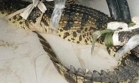 Người dân Cà Mau "dụ" cá sấu vào ao nước đặt sẵn lú để vây bắt