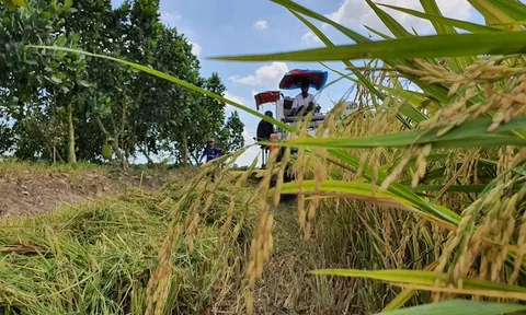 Việt Nam giúp Cuba trồng lúa đạt năng suất chưa từng có, nước bạn đưa ra quyết định 'đặc biệt'