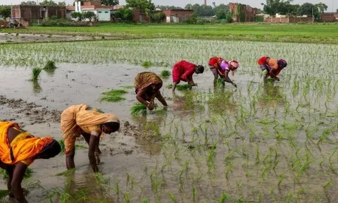 Tin buồn cho gạo Việt Nam, Thái Lan: Vựa lúa lớn nhất thế giới tồn kho tăng gấp 8 lần mục tiêu, sắp bơm lượng lớn ra thị trường