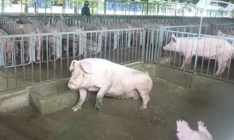 Lo giá thịt heo Tết tăng cao