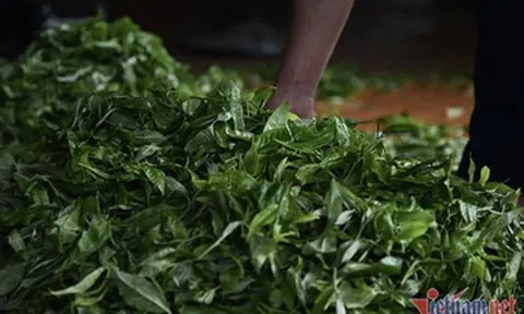 Bộ Công Thương vào cuộc tháo gỡ ách tắc 500 container chè xuất khẩu tại Pakistan