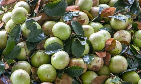 Rộn ràng vú sữa Lò Rèn, nhà vườn "bỏ túi" hàng trăm triệu đồng