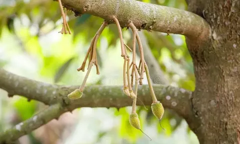 Loại quả kén người ăn giúp Việt Nam thu 4 tỷ USD trong năm 2025