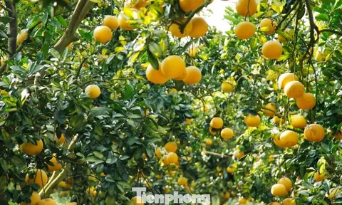 Nông dân trồng bưởi Tết 'bỏ túi' tiền tỷ
