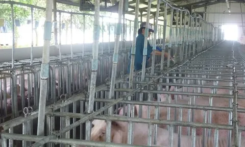 Giá heo hơi hôm nay, 31-12: Bất ngờ đảo chiều giảm