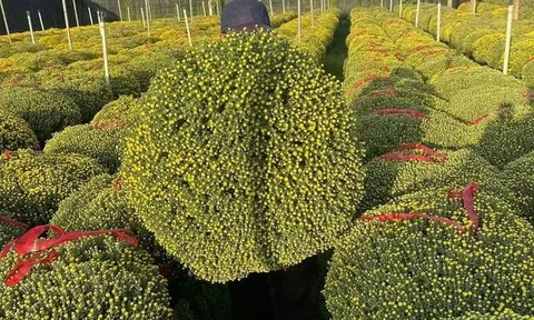 Cúc mâm xôi “đổ bộ” thị trường, xuống phố chào Tết sớm hơn mọi năm