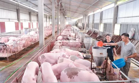 Giá lợn hơi liệu có 'sốt' dịp Tết Nguyên đán?