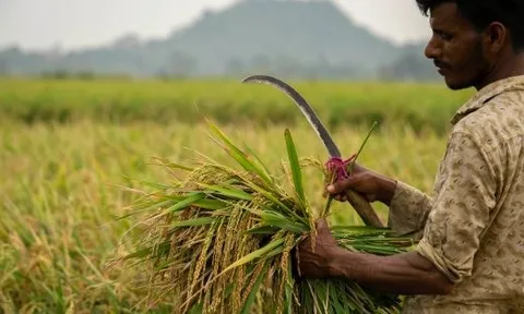 Không phải Việt Nam hay Thái Lan, quốc gia nào đang tiêu thụ gạo nhiều nhất thế giới?