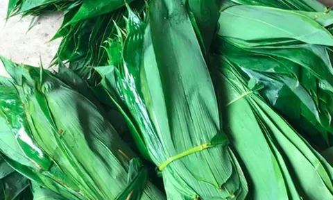 Những loại lá "độc lạ" ở Việt Nam xuất khẩu thu về triệu USD