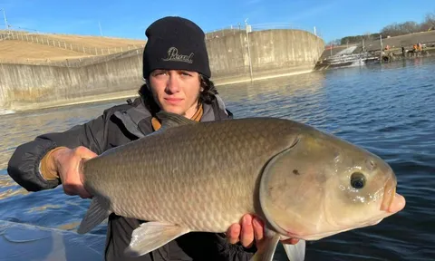 Sống hơn một thế kỷ, không lão hóa và nghịch lý sinh tồn của loài cá cổ đại Bắc Mỹ đang bị lãng quên