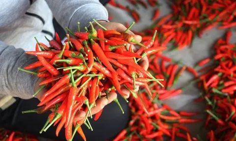 Xuất khẩu ớt lập kỷ lục, đem về 102 triệu USD