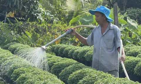 Làng hoa miền Tây hứa hẹn bội thu