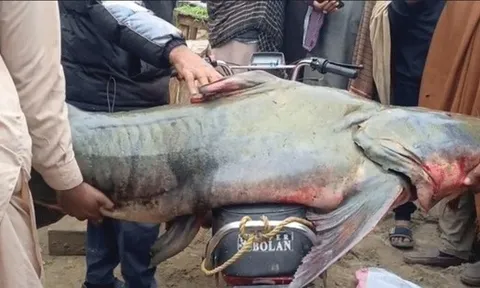 Bắt được con cá nặng 102kg, ngư dân liền bán với giá 58 triệu đồng