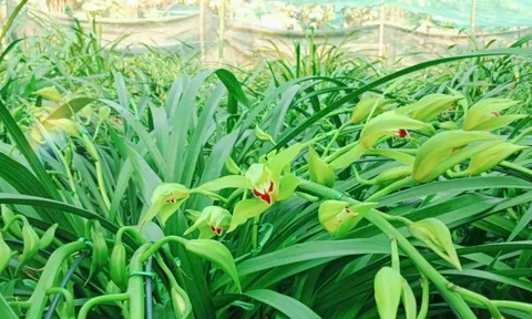 Nông dân vùng cao đưa địa lan Tết xuống núi tránh rét tái tê