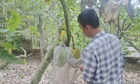 Giá mít Thái tăng cao nhưng vì sao nhà vườn miền Tây không vui?