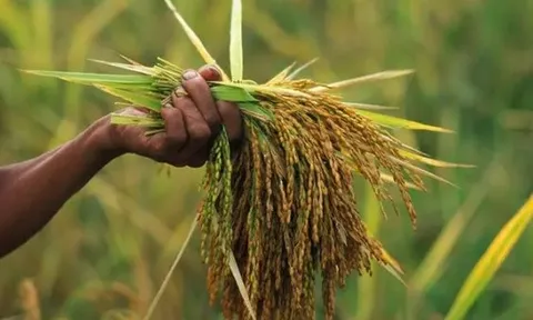 Gạo Việt Nam vừa làm một điều chưa từng có trên thế giới