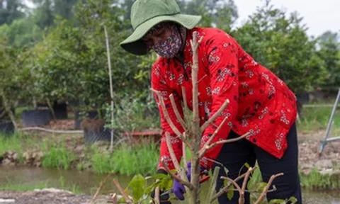 Hoa Tết vào vụ sớm: Nhà vườn TPHCM thấp thỏm chờ khách