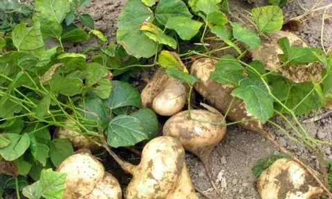 Điều tra vụ nghi ngờ ngộ độc sau khi ăn hạt củ đậu tại Ninh Bình