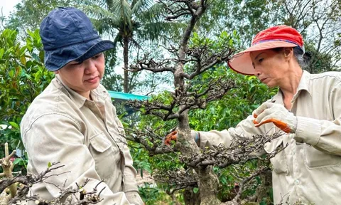 Mai Tết vào độ, nông dân 'chạy nước rút'