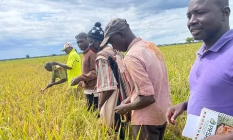 Toàn cầu lo dư thừa, một quốc gia bất ngờ đứng trước nguy cơ thiếu gạo trầm trọng: Chỉ tự sản xuất được chưa đến 20%, thiếu hụt hơn 380.000 tấn