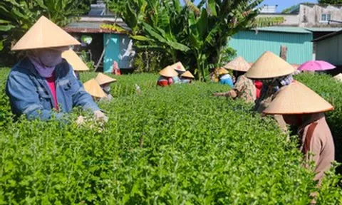 Thương lái đặt cọc sớm, nông dân 'thủ phủ' hoa Tết vẫn lo lợi nhuận bị bào mòn