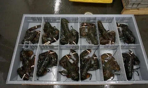 Phát hiện 3 vali chứa 90.000 con tôm hùm xanh trị giá 6,7 tỷ đồng ở sân bay Đà Nẵng, công an triển khai các biện pháp nghiệp vụ vào cuộc