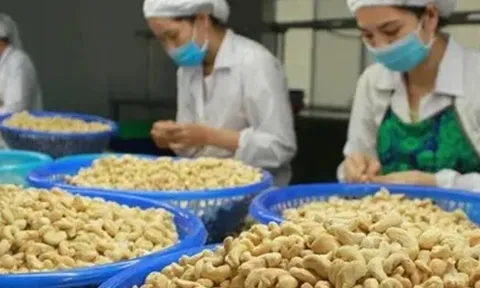 Xuất khẩu hạt điều lần đầu tiên vượt 5 tỷ USD