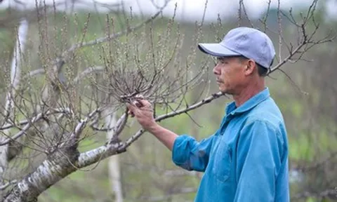 Chưa kịp xuống lá, vườn đào phai ở Thanh Hoá đã được thương lái chốt đơn