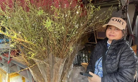 Hà Nội: Thị trường hoa Tết nhộn nhịp, nguồn cung dồi dào