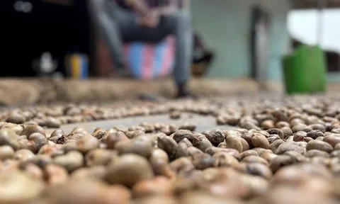 'Sản vật trời ban' của Việt Nam lập kỷ lục chưa từng có, lần đầu gia nhập 'câu lạc bộ 5 tỷ USD'