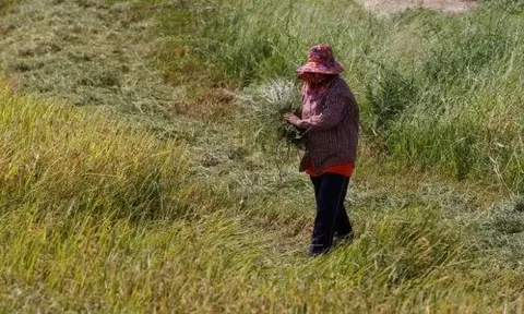 Vừa vượt mặt Trung Quốc, xuất khẩu gạo của Ấn Độ đón cú sốc mới từ một quốc gia châu Á