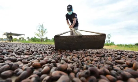 Việt Nam vừa lập kỷ lục chưa từng có với mặt hàng xuất khẩu top 1 thế giới, Trung Quốc và Mỹ có đóng góp lớn