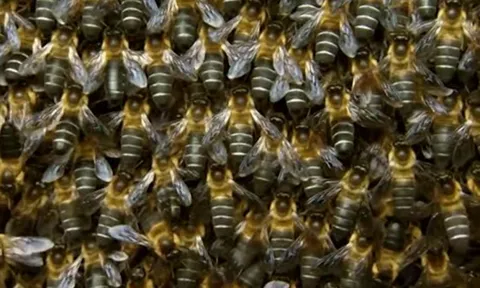 Đang "hóng chuyện", người phụ nữ bị ong tấn liên tiếp dù đã nhảy xuống sông