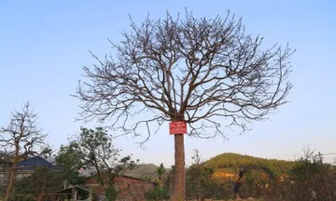 Nhìn như cành củi khô, cây mai Yên Tử bất ngờ được hỏi mua gần 1 tỷ đồng