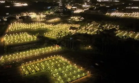 Thủ phủ hoa cúc miền Trung chong đèn xuyên đêm, 'đánh thức' hoa nở kịp Tết